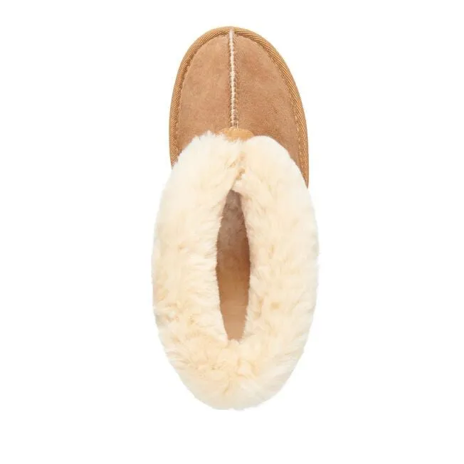 Emu 'Albany' - Chestnut
